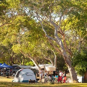 Bimbi Park - Camping Under Koalas